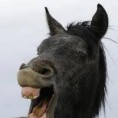 /album/jajaja/a422954-403768089679029-616617935-n-jpg/