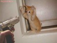 /album/jajaja/gatito-en-apuros-238-jpg/